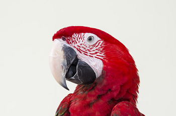 A Home For A Parrot