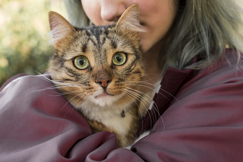 My Cat Tabby