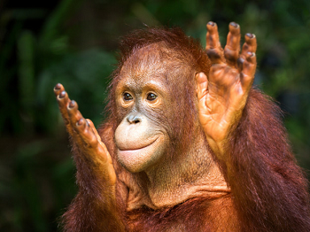 My Favourite Animal