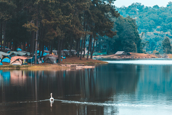The Lake and the Birds