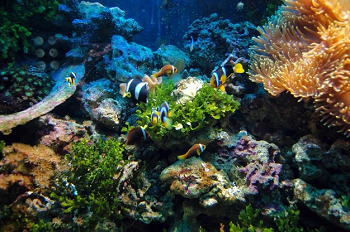 Corals