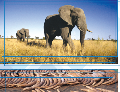 THE AFRICAN ELEPHANT