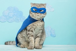 BOBBY- THE SUPERHERO CAT